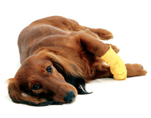 Dog with Bandage: Pet First Aid Certificate Course for Cats and Dogs in Toronto, Ontario, Canada.  Learn First Aid for Pets as a Pet Owner or Pet Care Professional